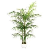 Green Ficus Tree Accent 17486.